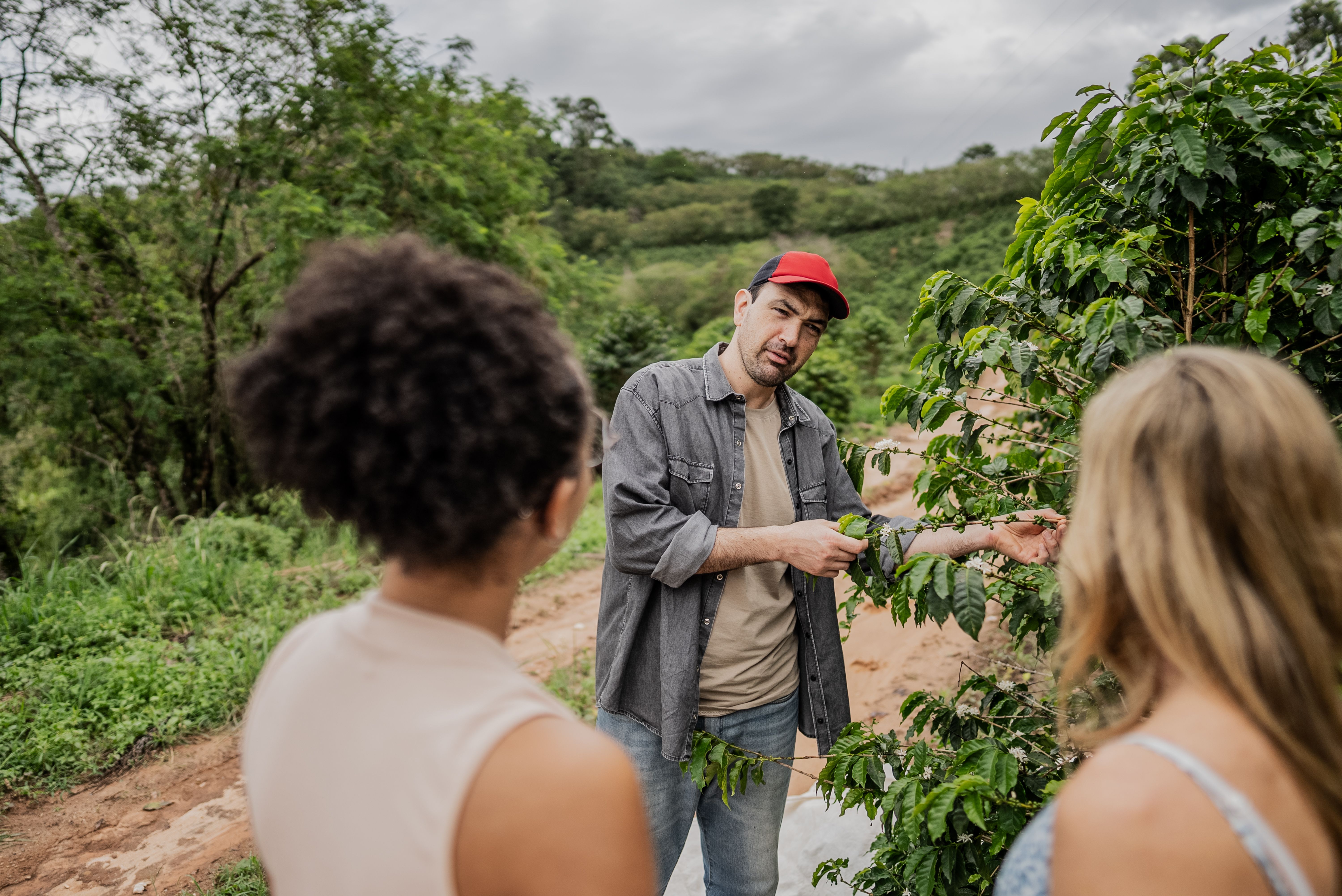 Man talking to 2 ladies while picking coffee
