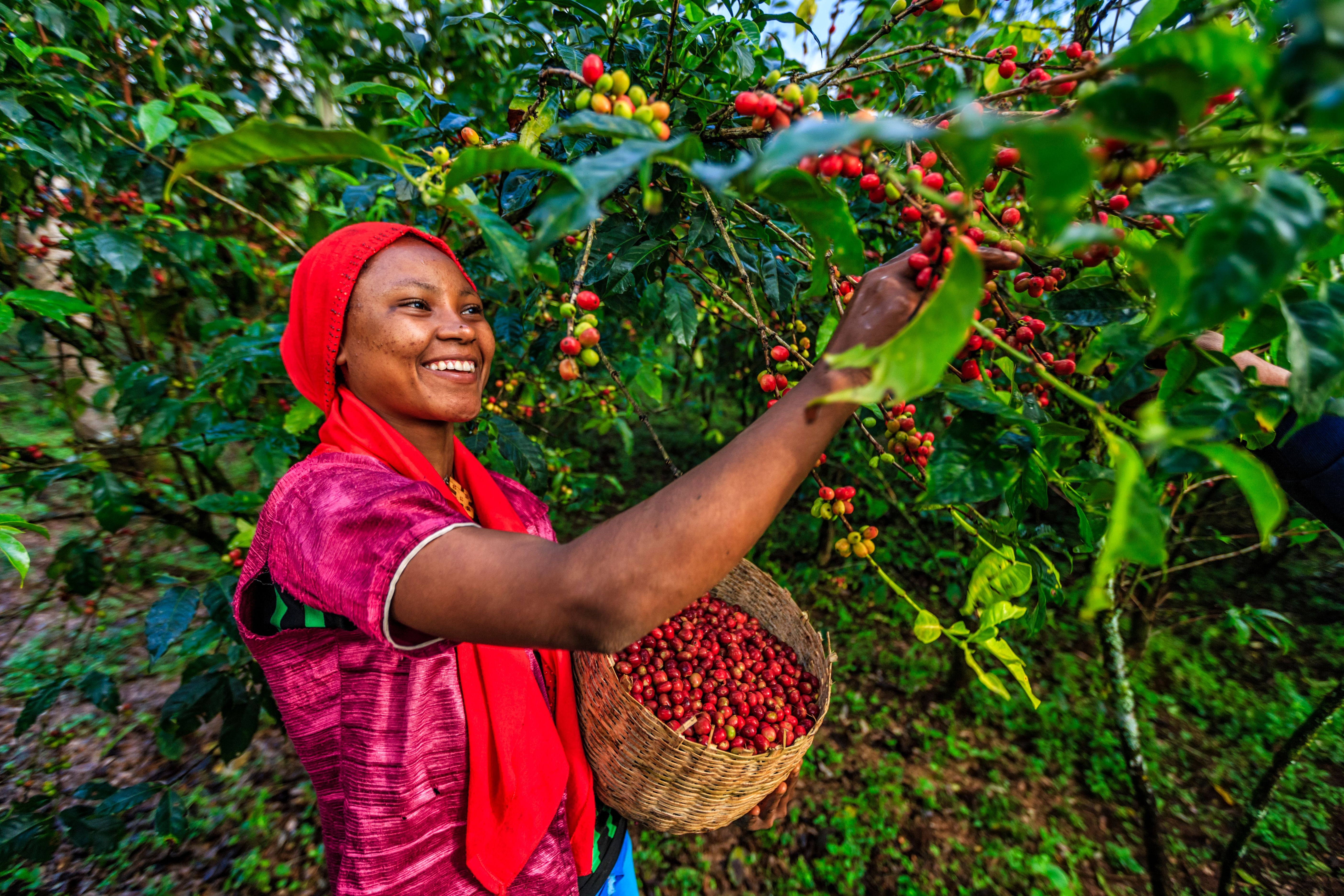 Ethiopian Lady in Red picking Coffee