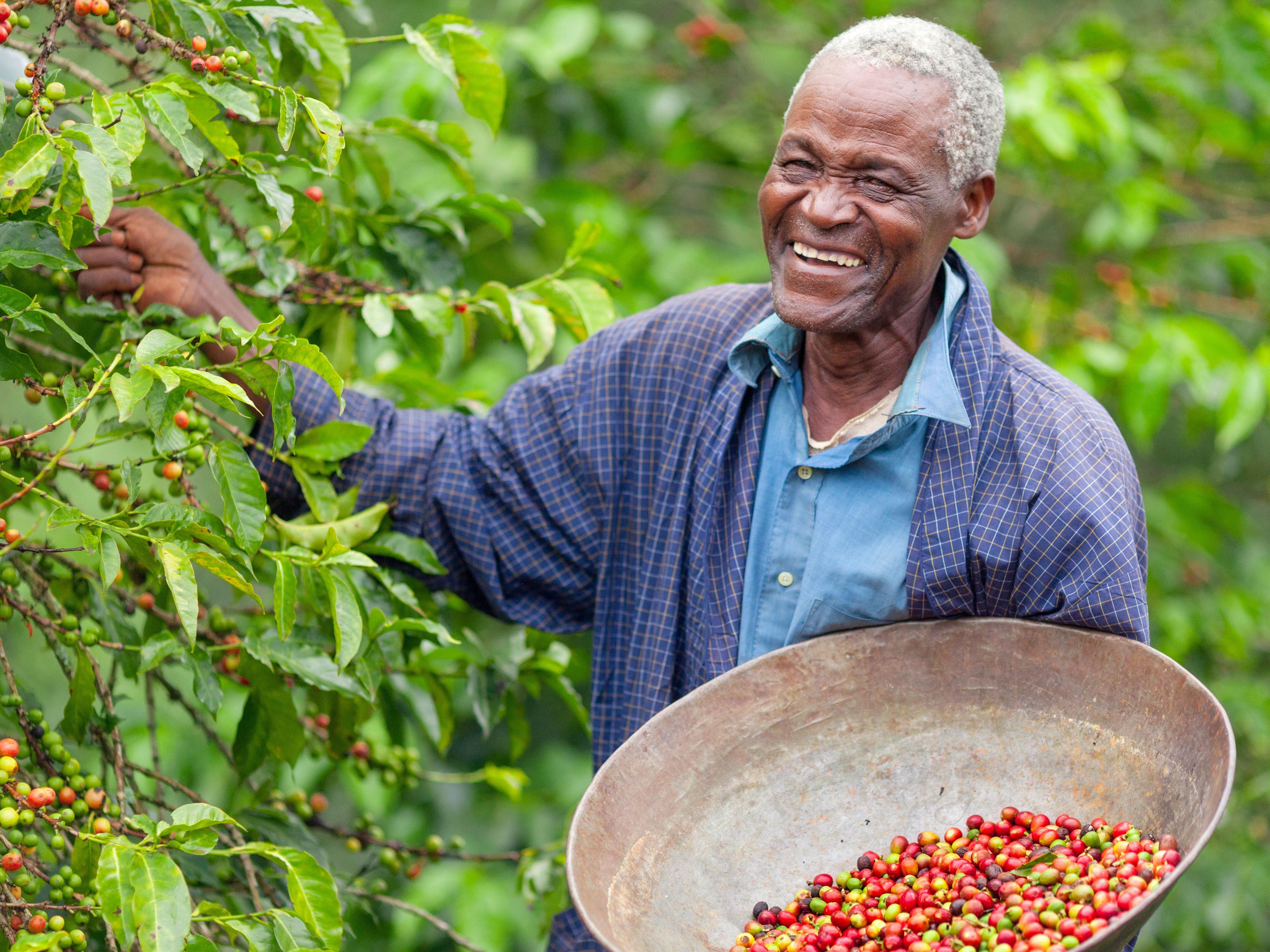 Smiling Ethiopian near coffee tree