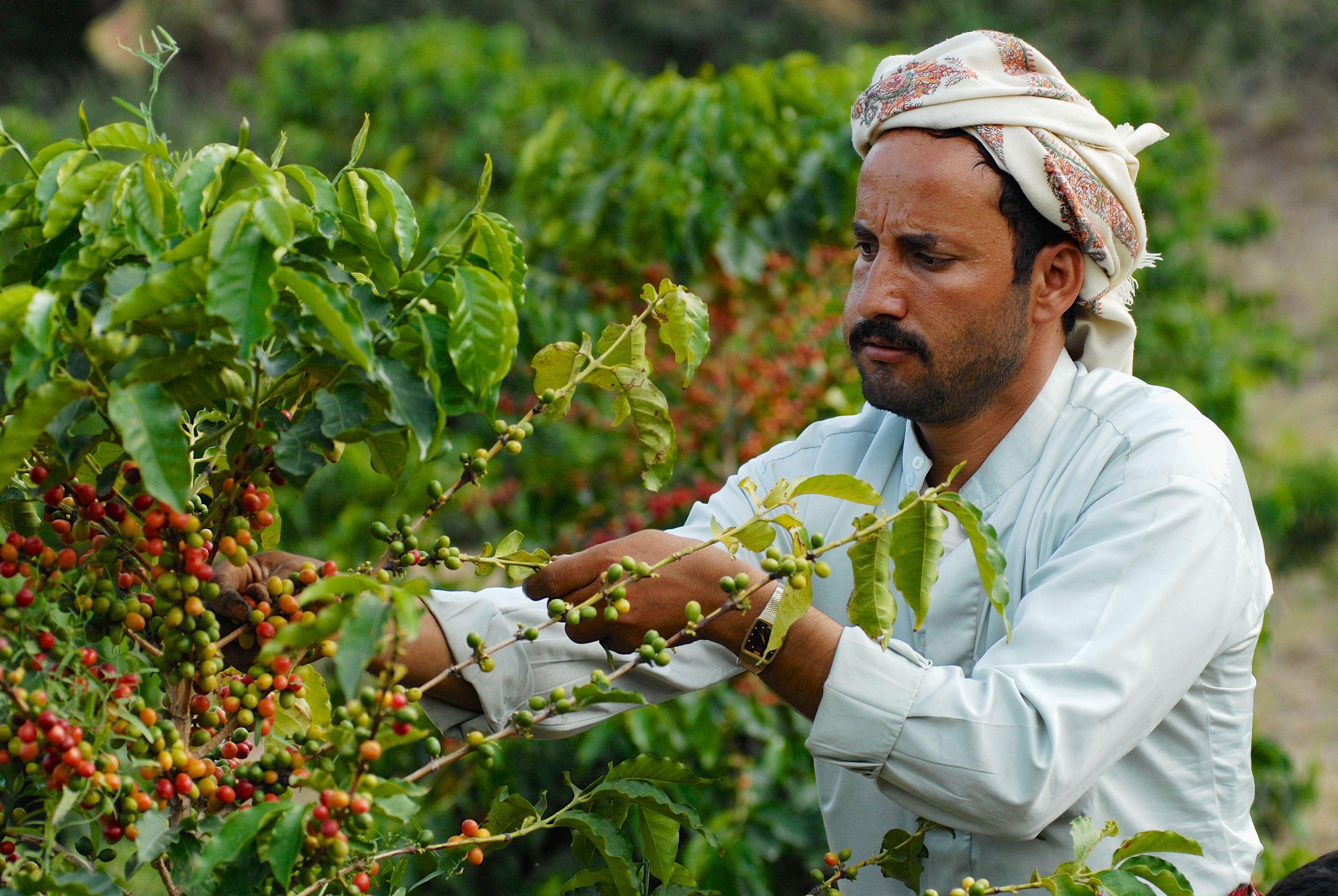 Yemeni Coffee Farmer Picking Coffee